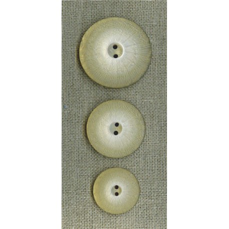 Chattered button Sea urchin, Bronze