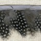 Strip of feathers Speckled on satin Ribbon, col. Shadow 38