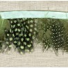 Strip of feathers Speckled on satin Ribbon, col. Aqua 16
